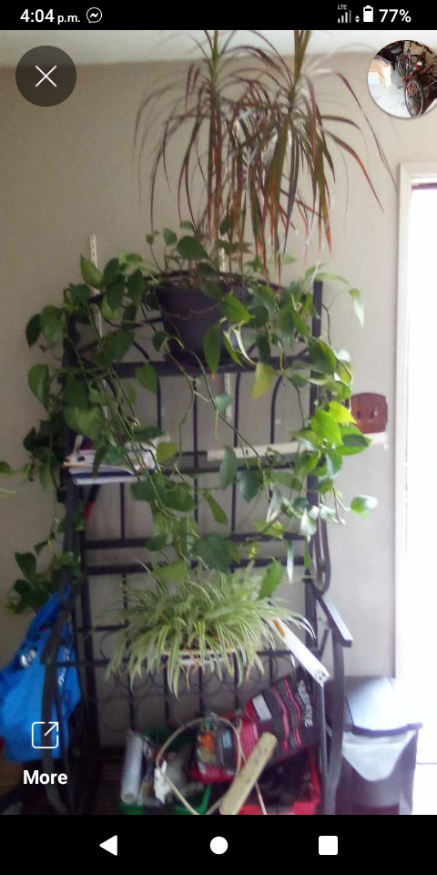 extra large healthy plants $30 each - photo 2
