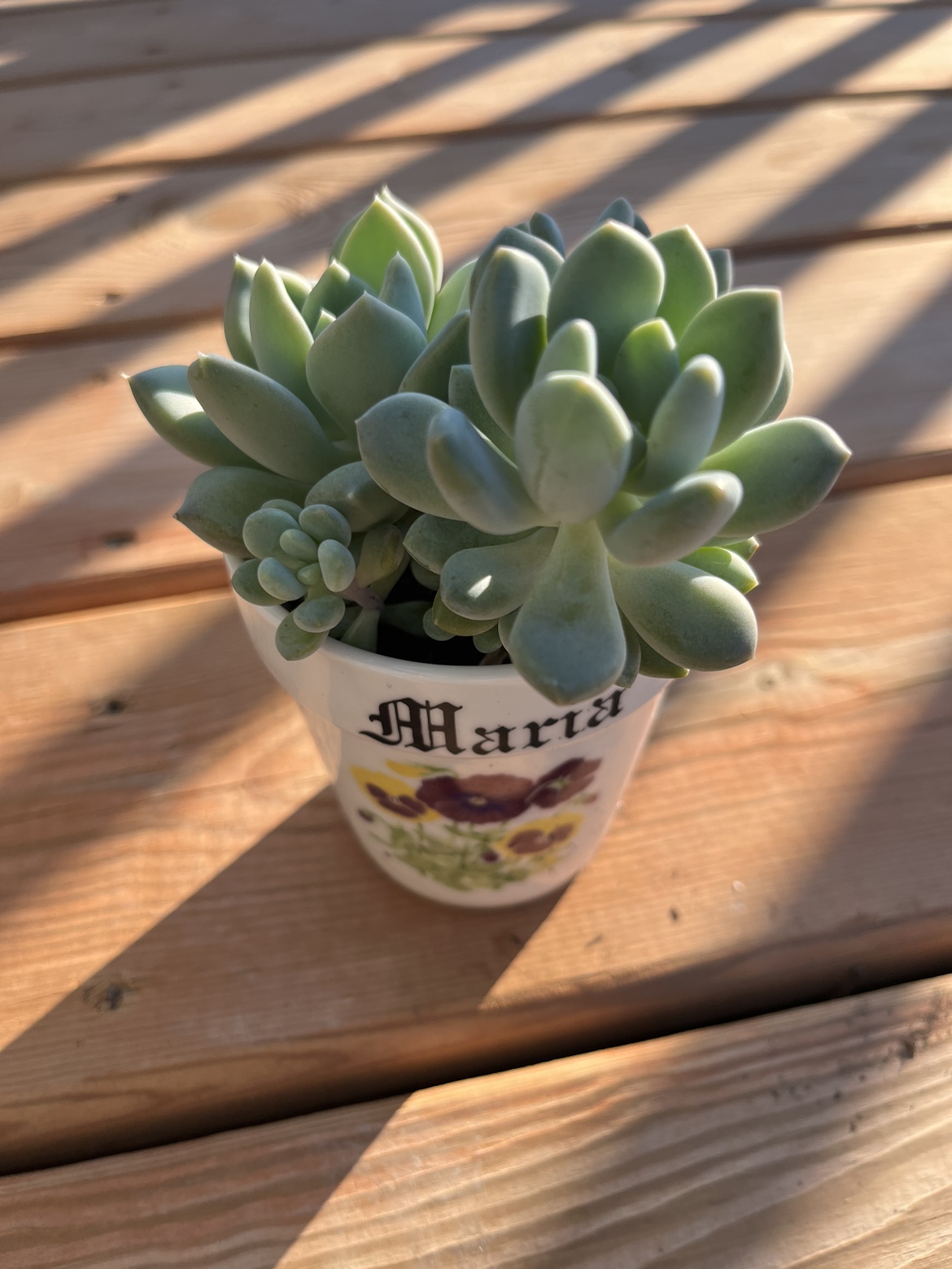 3” gray prince succulent in ceramic pot image indicator(2)