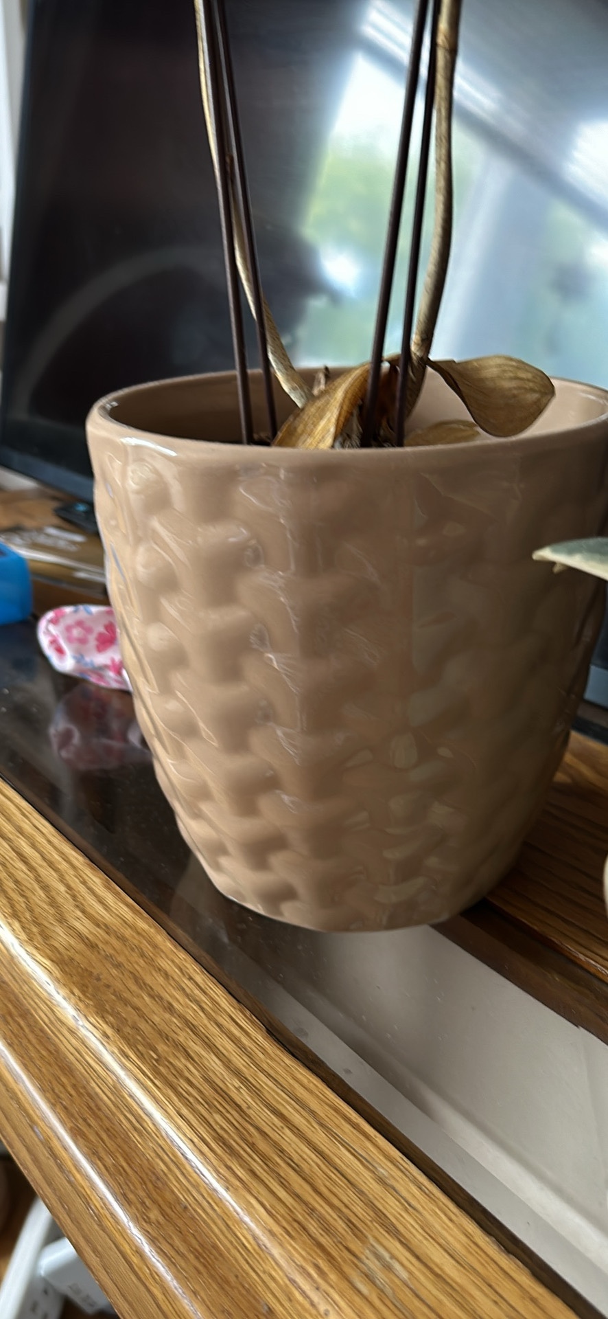 Plants - photo 5