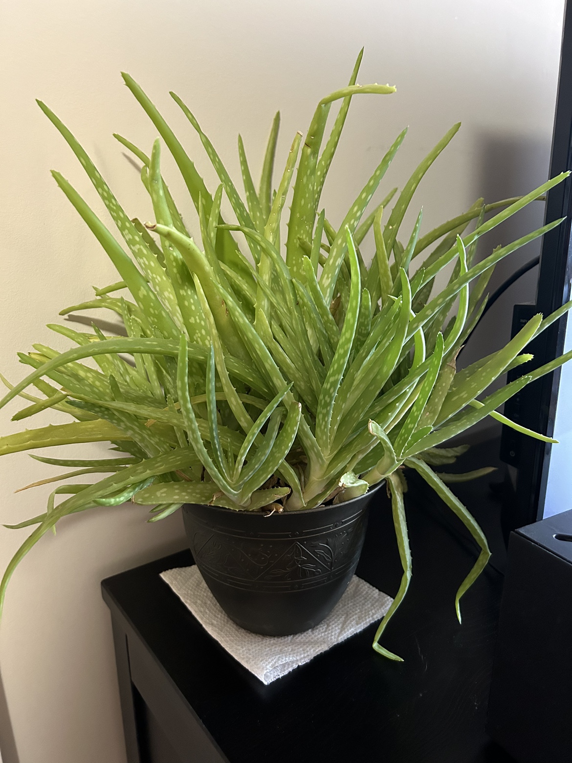 Aloe plant #freecycle