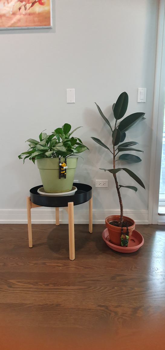 Thriving plants looking for new home🪴 - photo 2