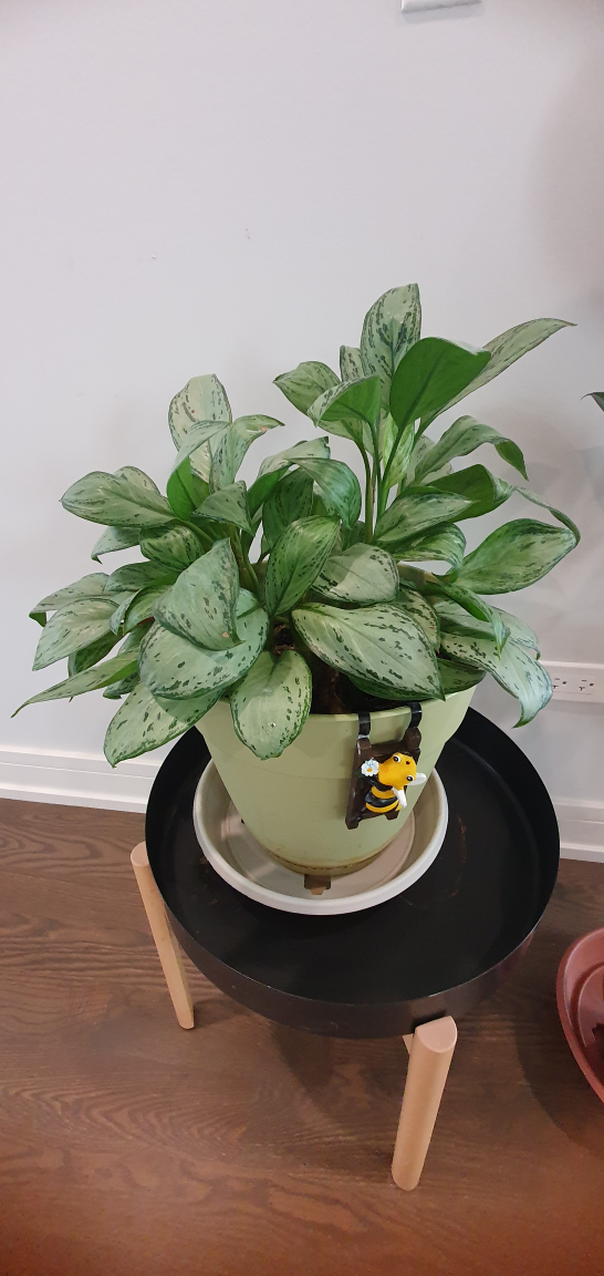 Thriving plants looking for new home🪴 - photo 3