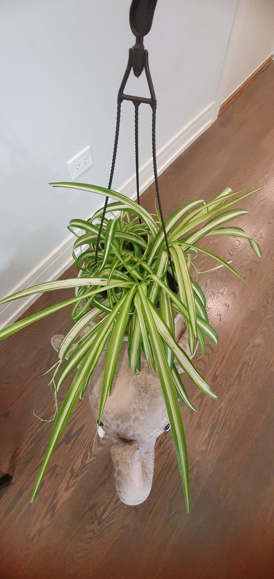 Thriving plants looking for new home🪴 - photo 5