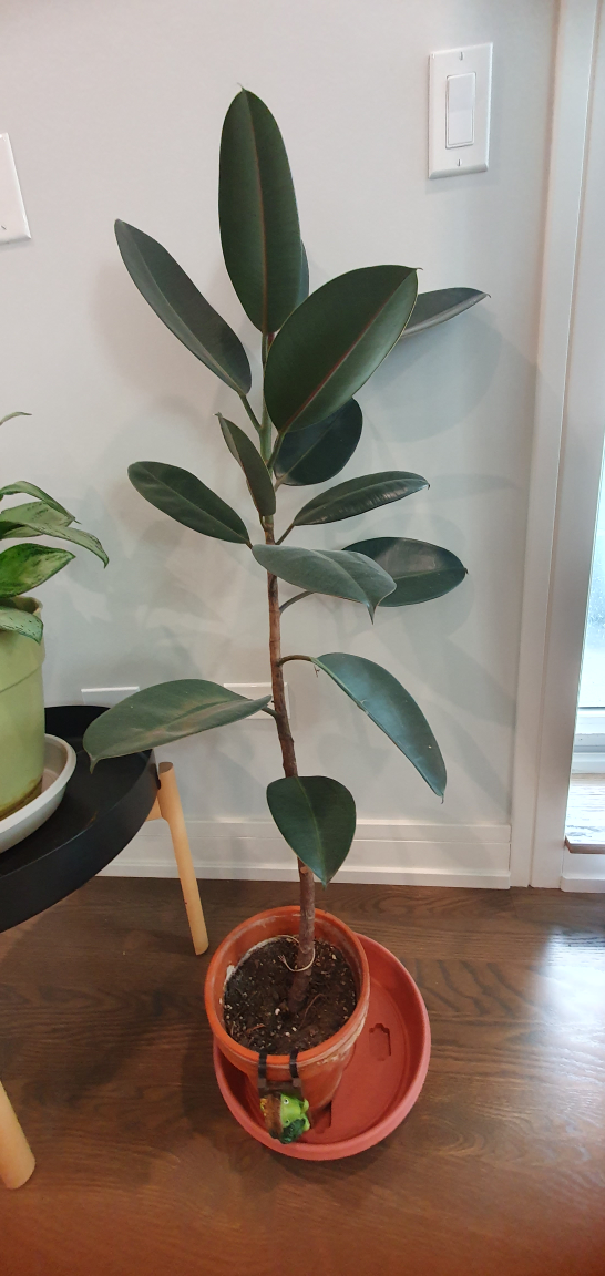 Thriving plants looking for new home🪴 - photo 4