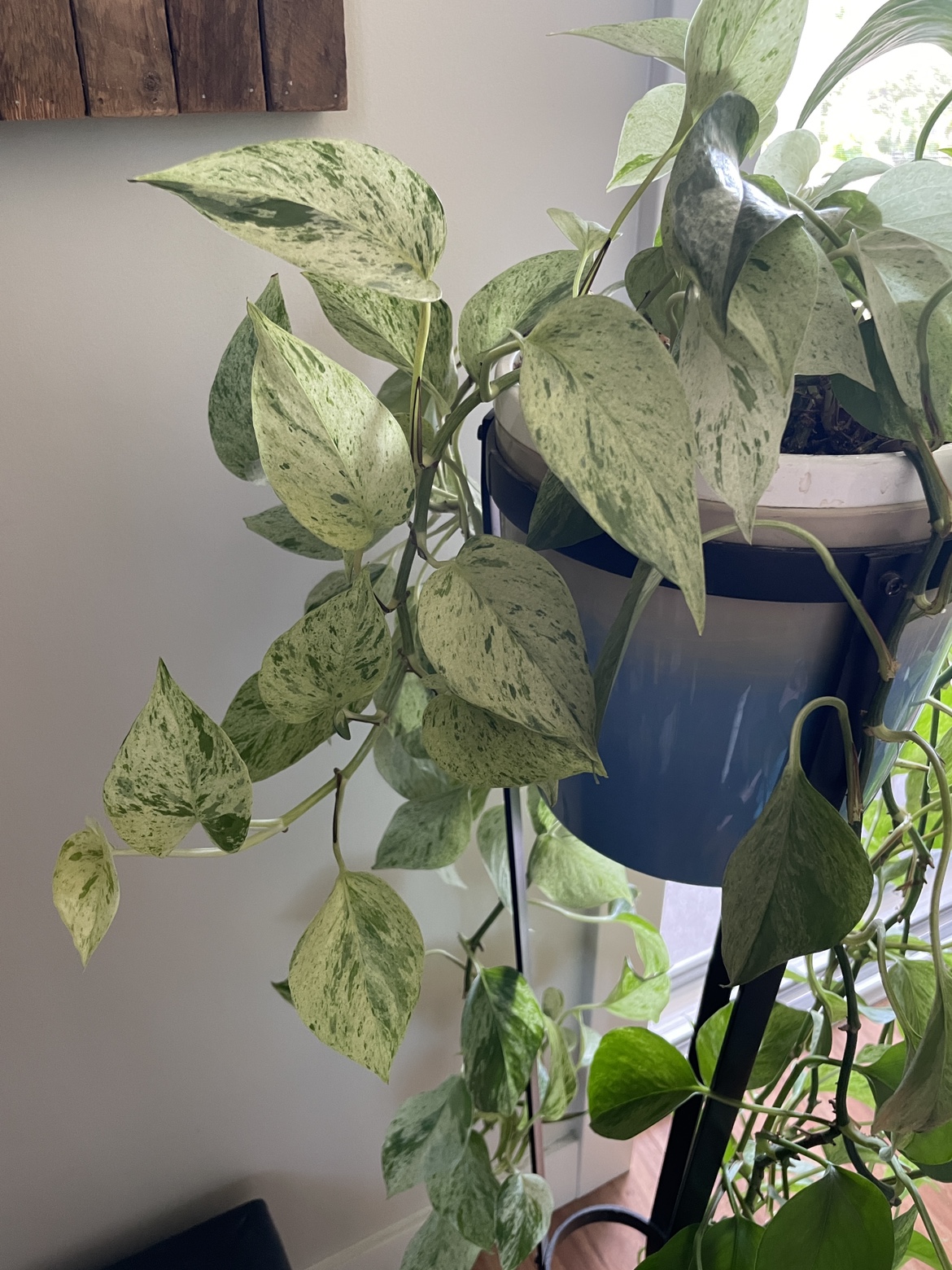 Mature Marble Queen / Snow Queen Pothos with pot & stand - photo 3