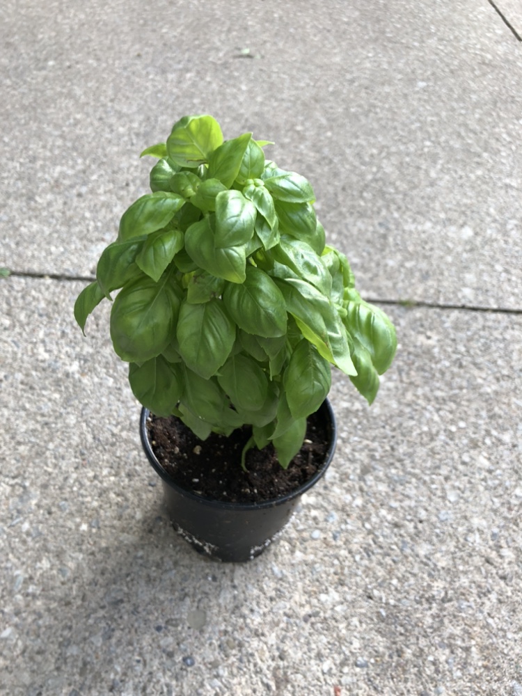 Basil $4,rosemary $4 thumbnail