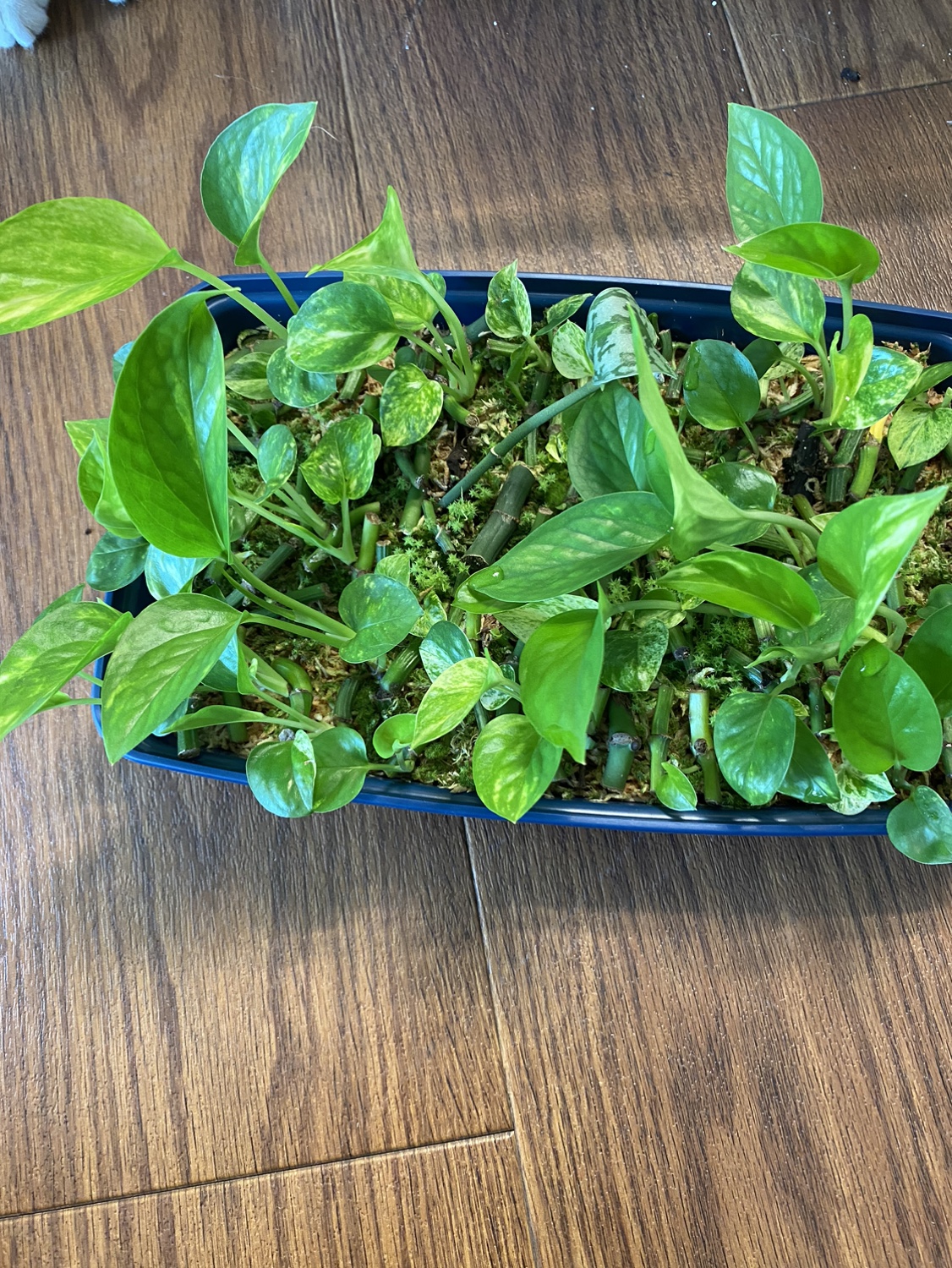 Prop Box