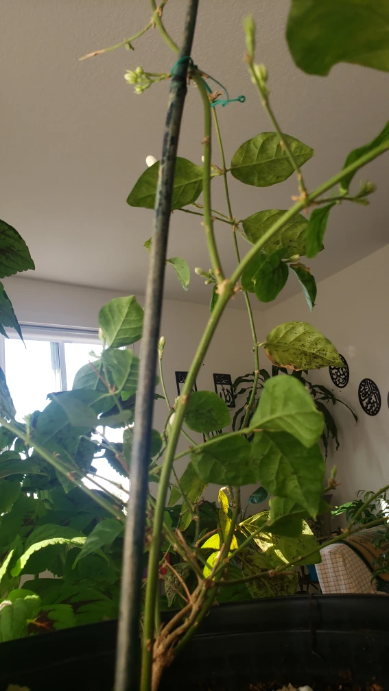 plants  Jasmine - photo 3