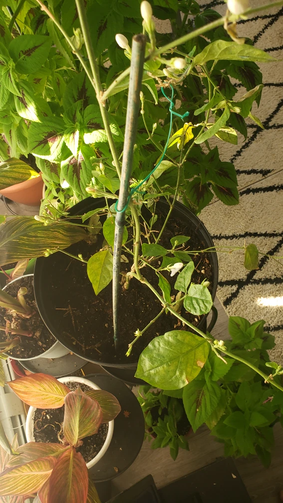 plants  Jasmine - photo 4