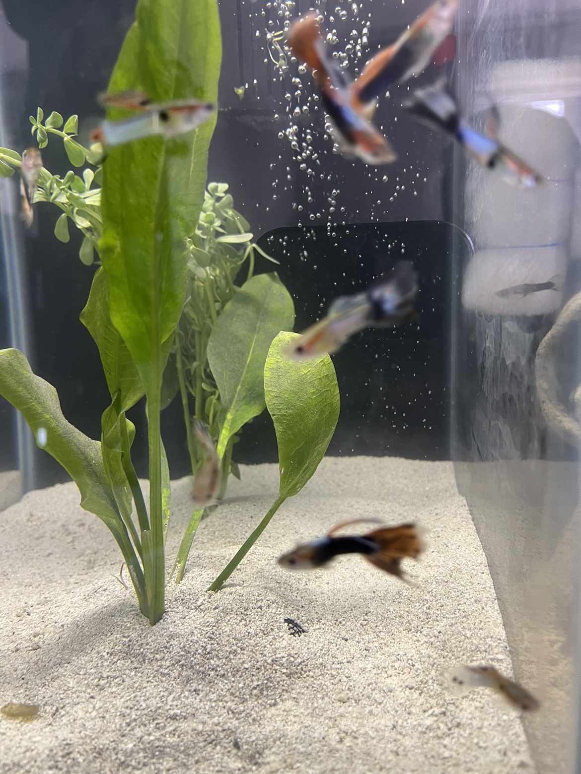 Tuxedo guppy breeding pairs - photo 3