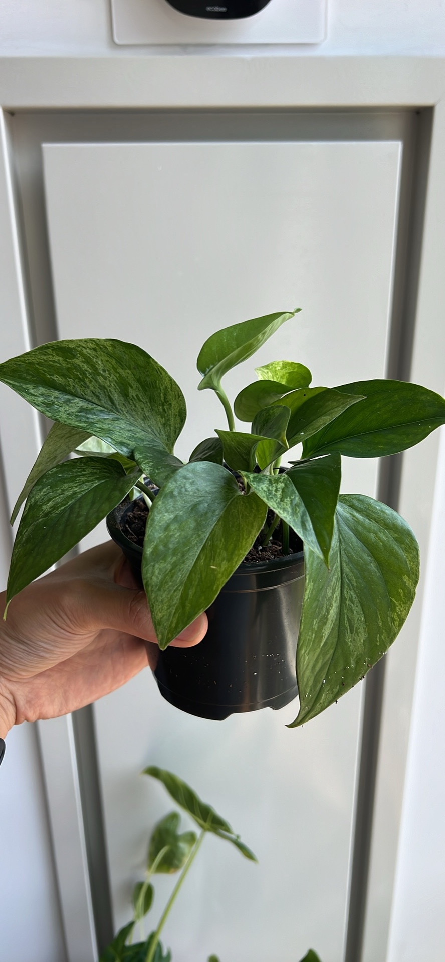 Marble Queen Pothos - photo 4
