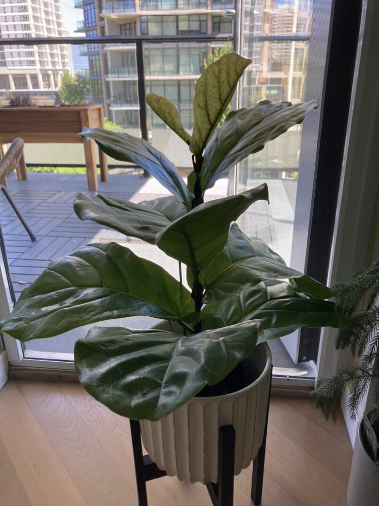 Fiddle leaf fig plant
