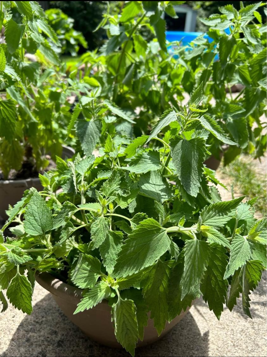 Catnip Plant thumbnail