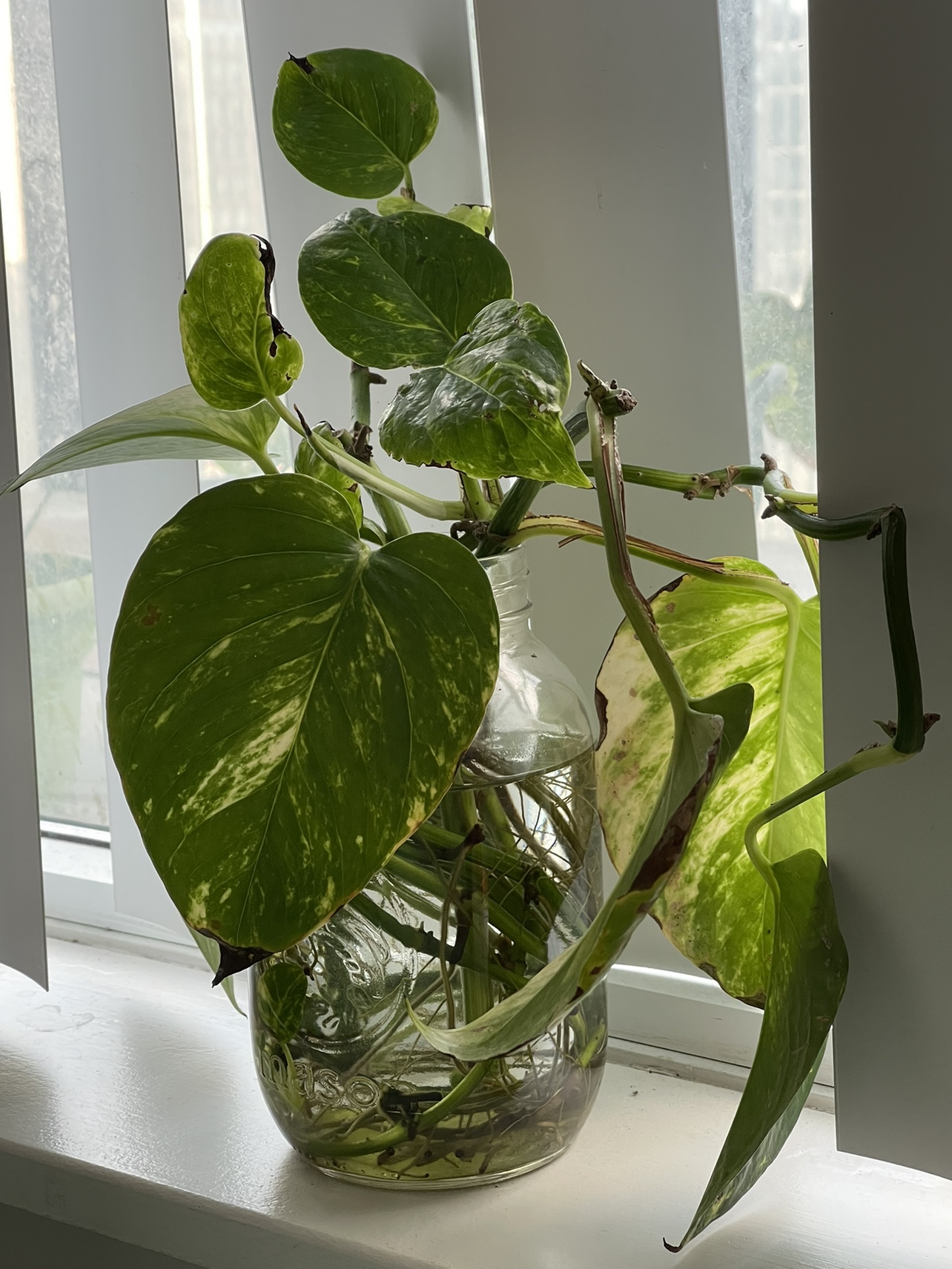 Rooted pothos plant cuttings in water image indicator(6)