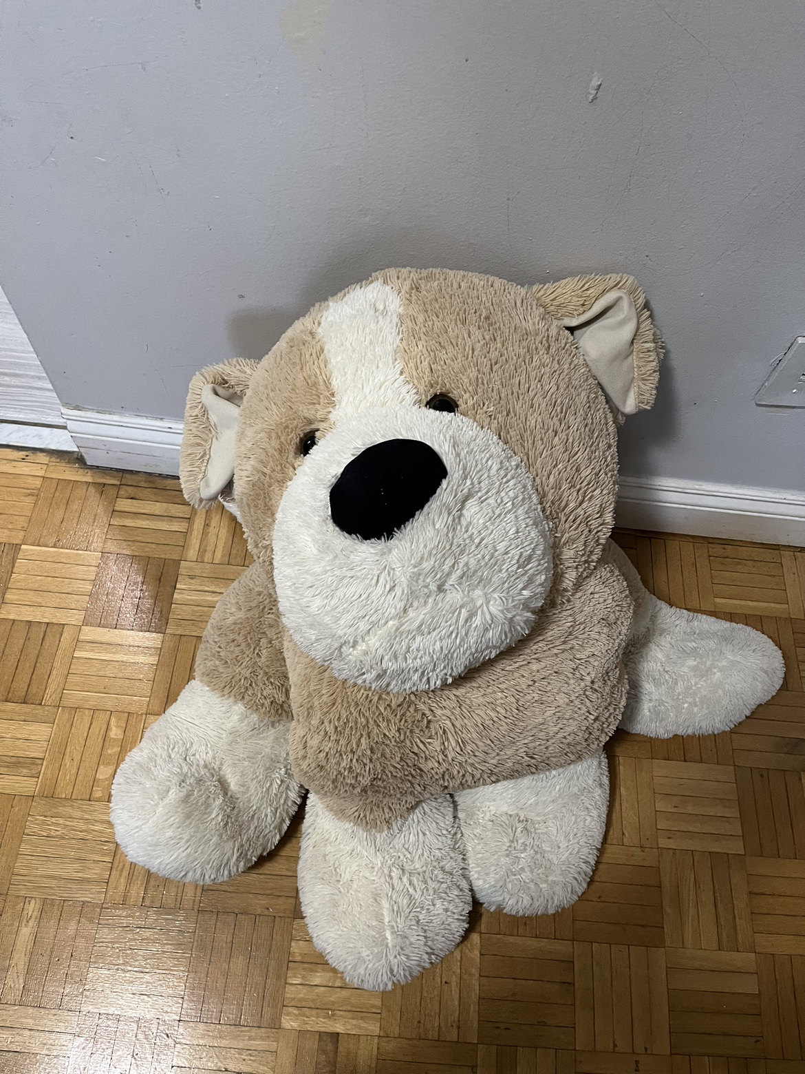 Big soft dog 😍