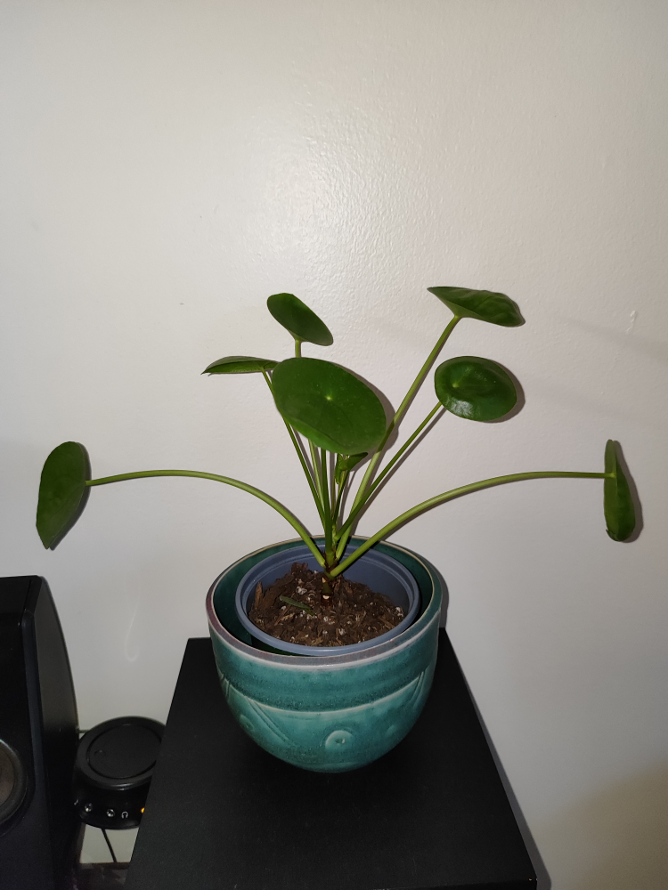 🥕 For trade! Chinese money plant