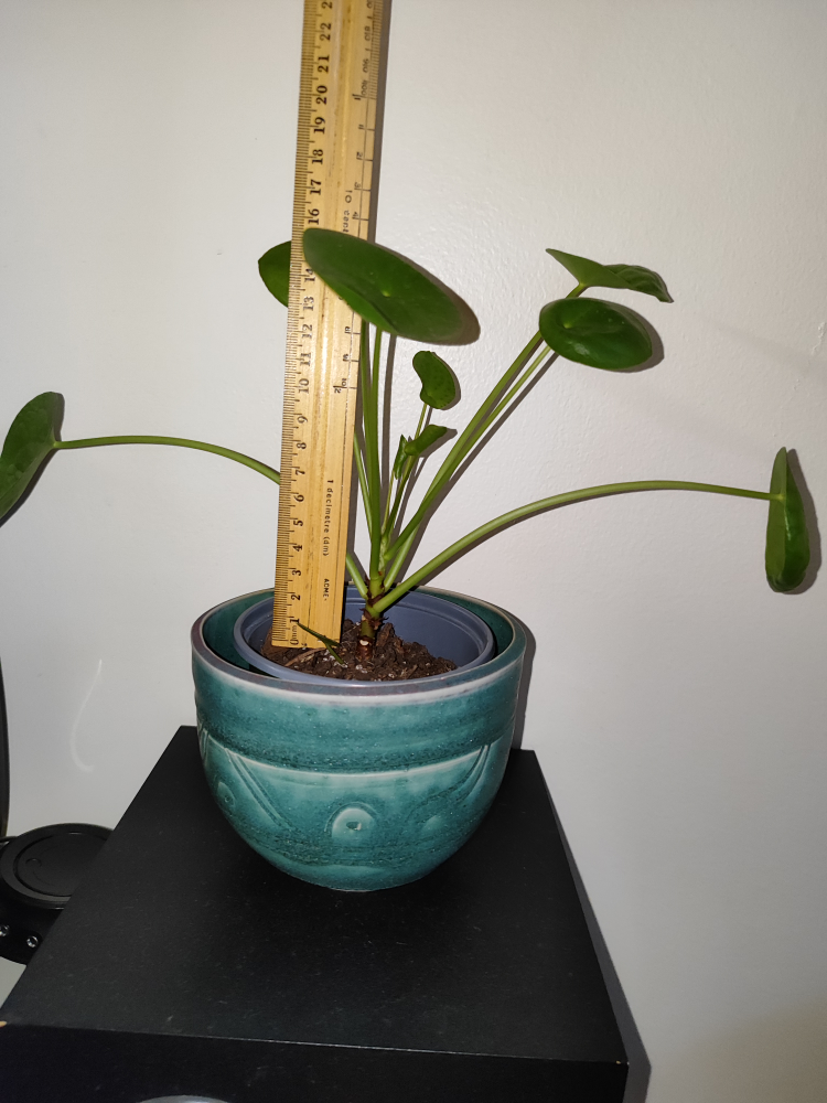 🥕 For trade! Chinese money plant - photo 2