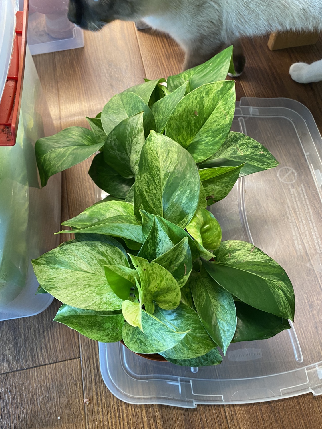 Marble Queen Pothos Plants - photo 3