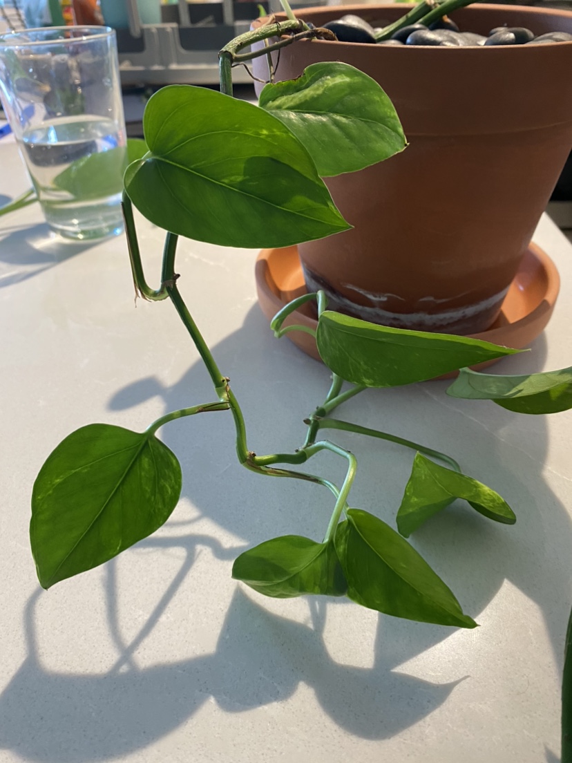 Beautiful 6 foot pothos plant (maybe golden pothos?) image indicator(8)