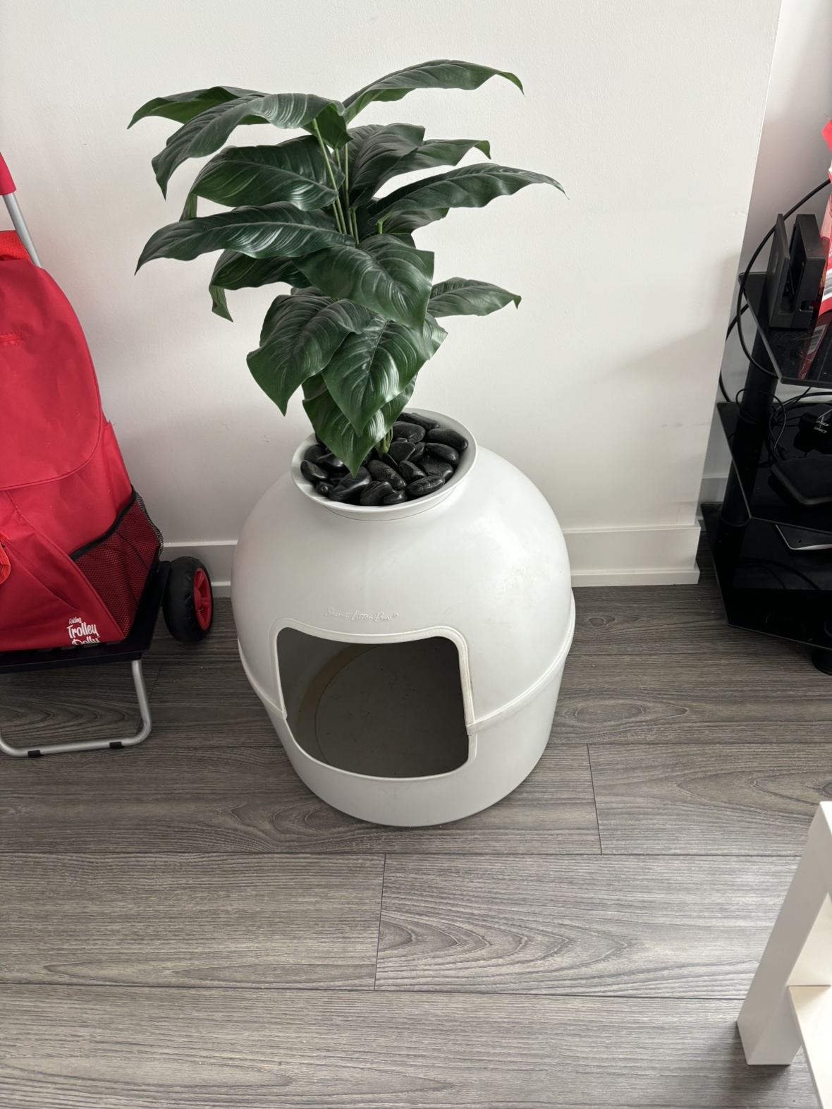 Cat litter box plant - photo 2