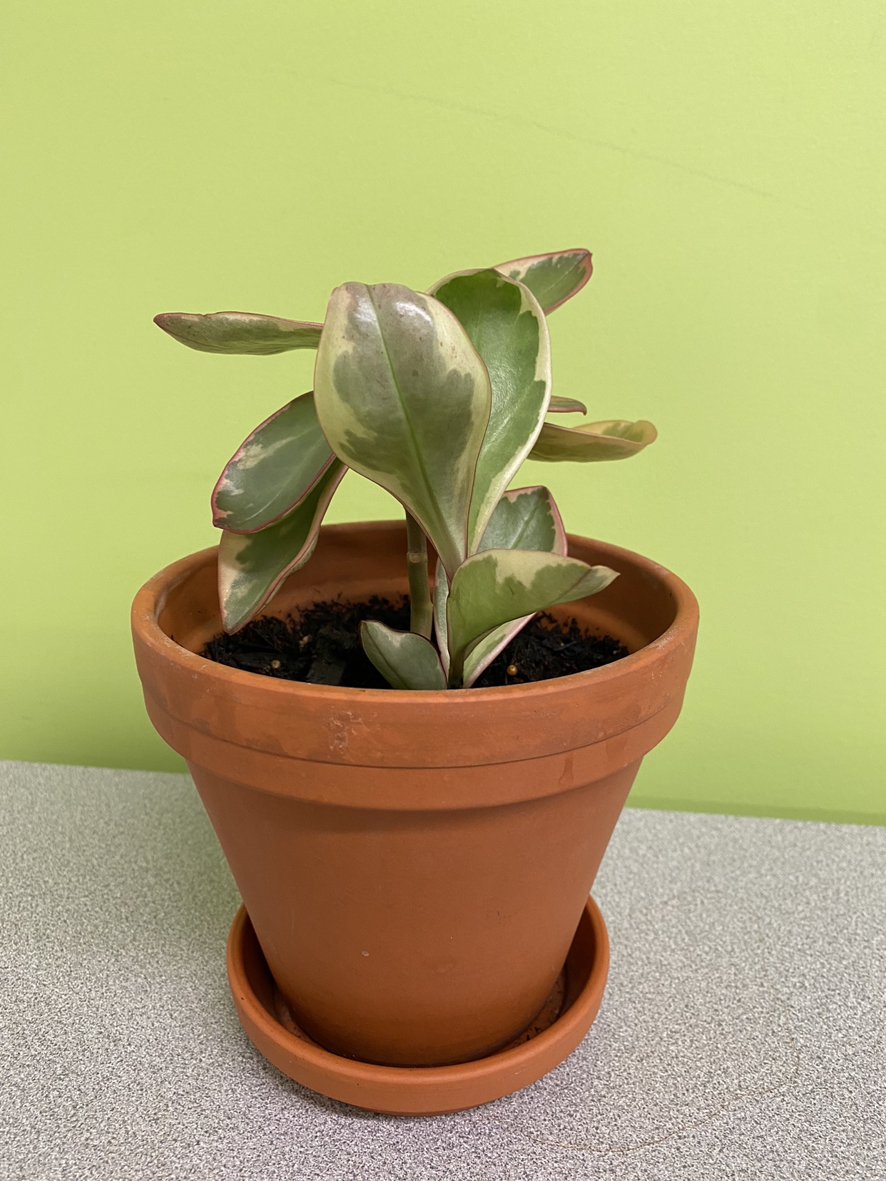 Plant thumbnail