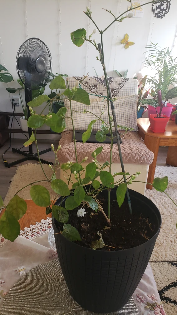 plants  Jasmine - photo 2