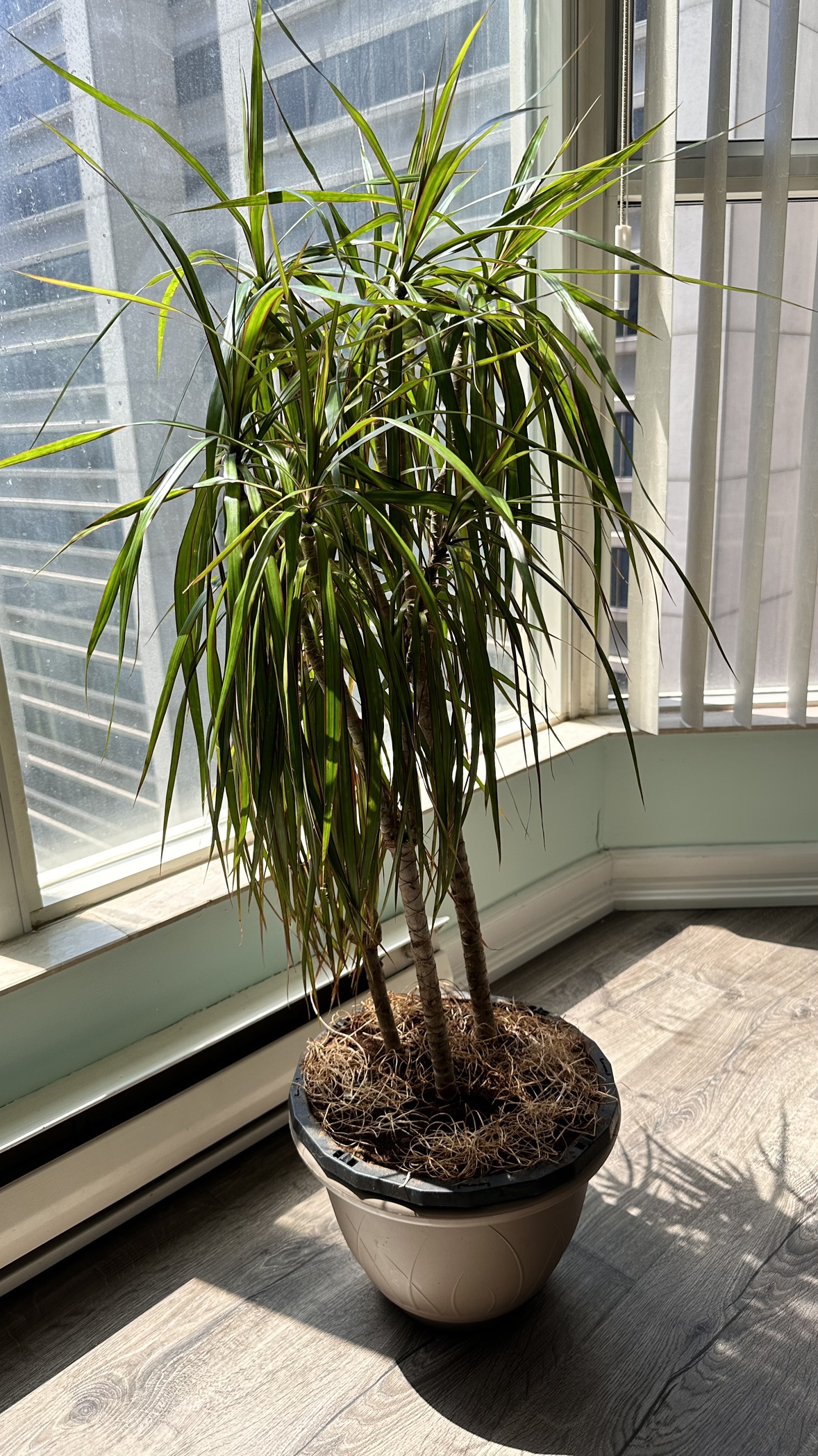 3’3” Draecaena Marginata Plant in Brown Pot