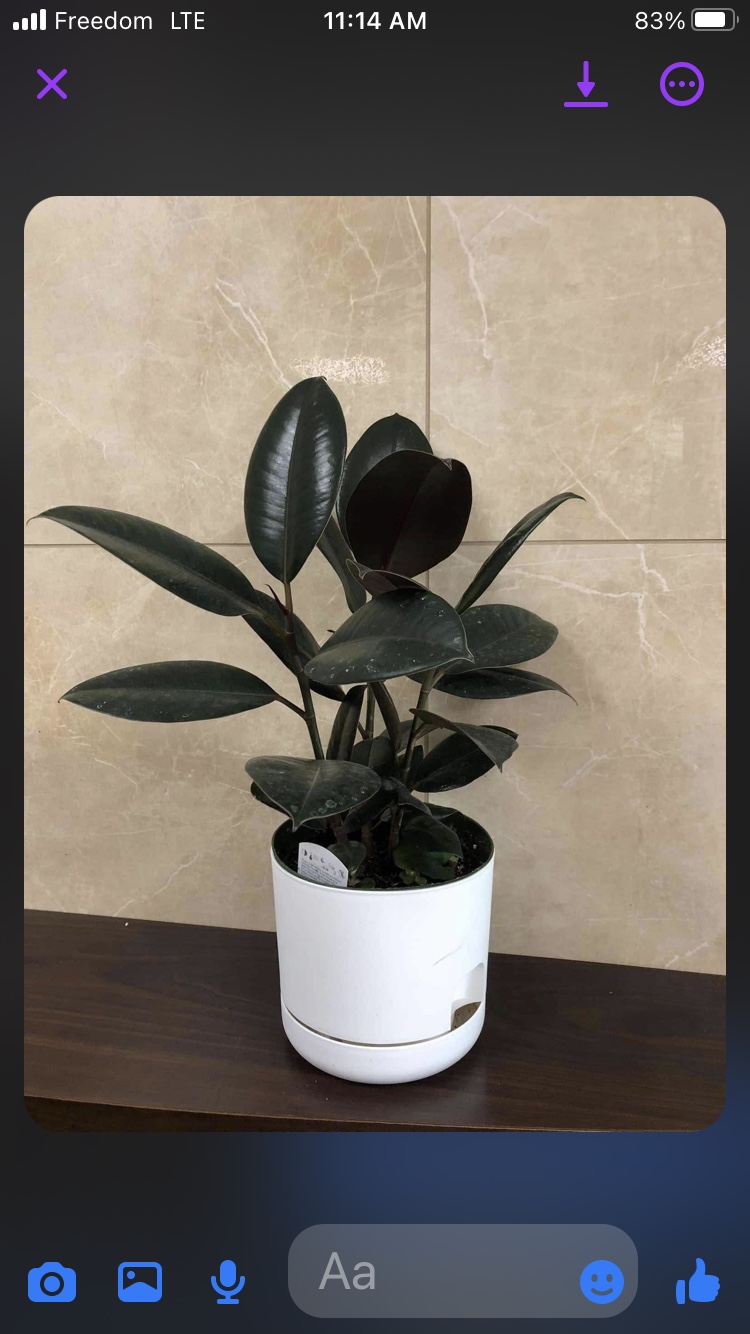 6” rubber plant$20, with self watering planter $28 thumbnail