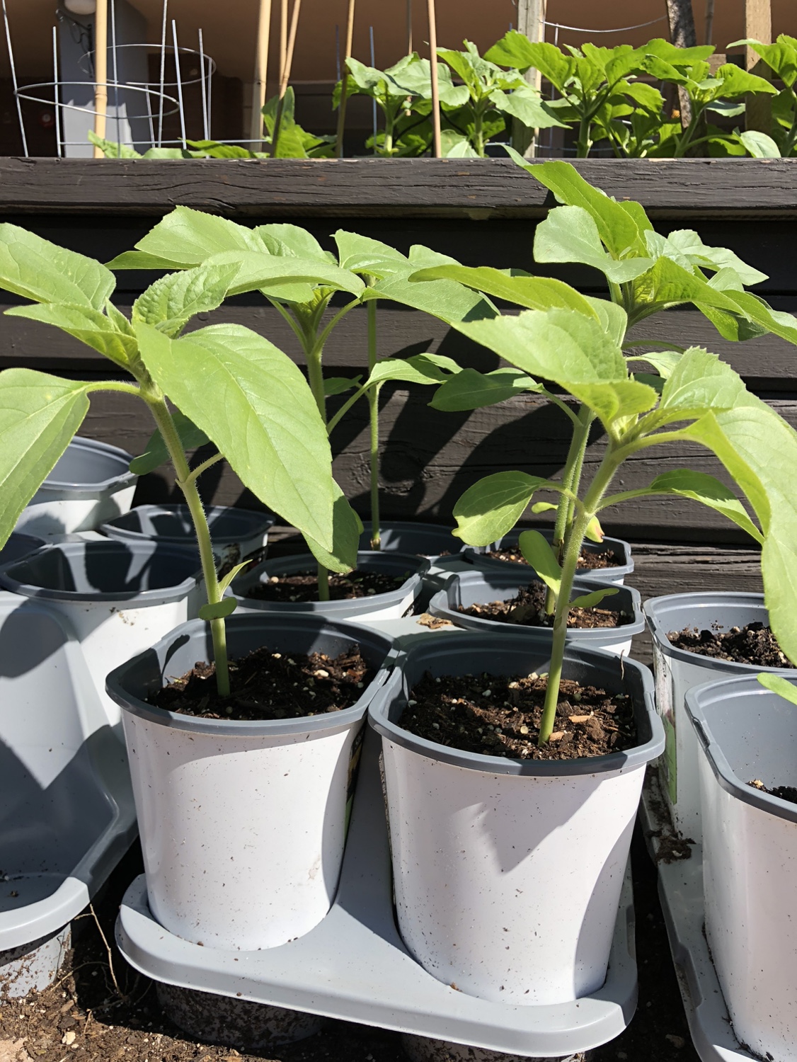 Sunflowers ready to go image indicator(2)