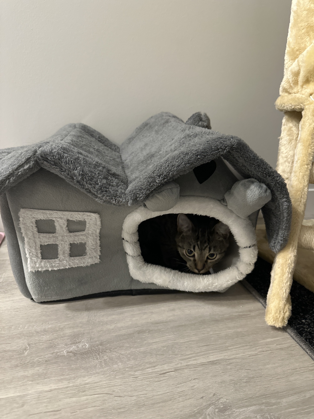 Little pet house , for cat/dog #freecycle