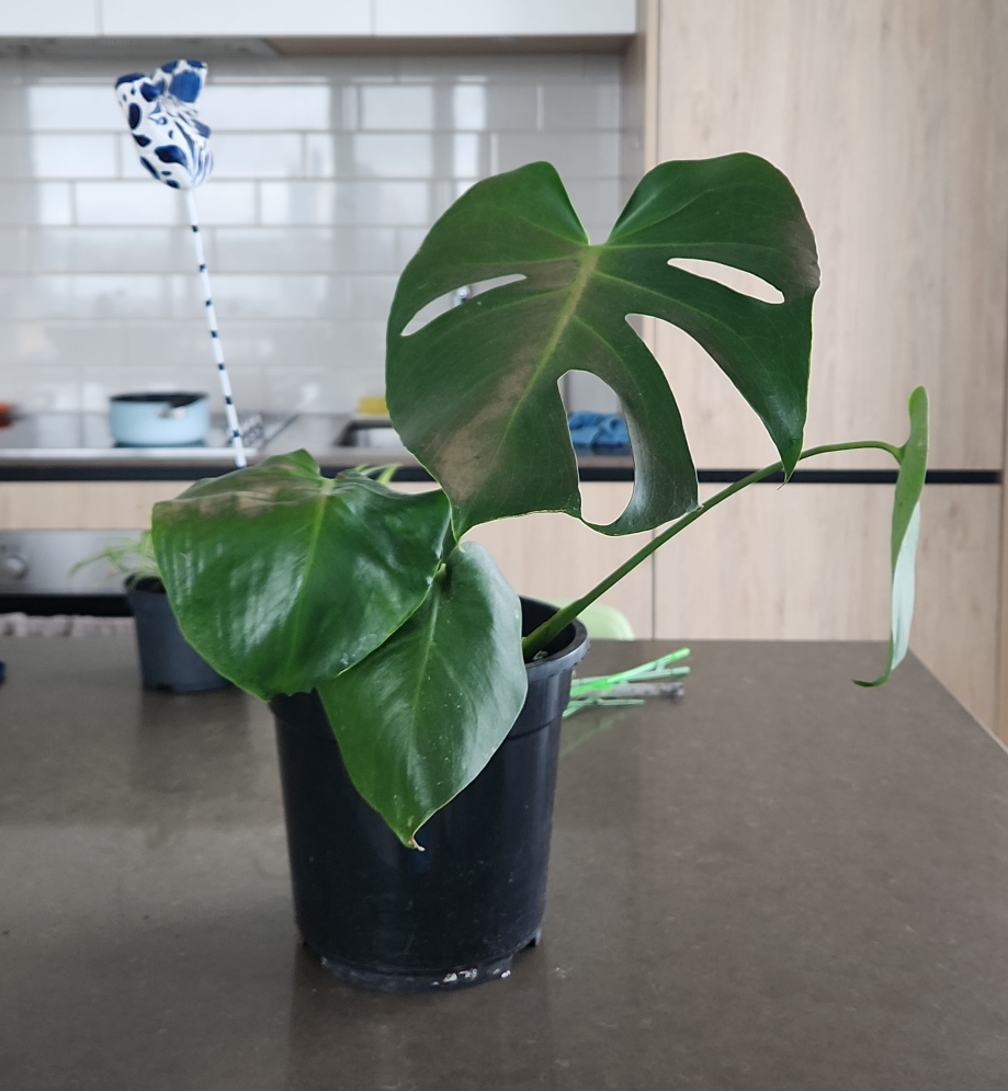 Monstera for Sale! thumbnail