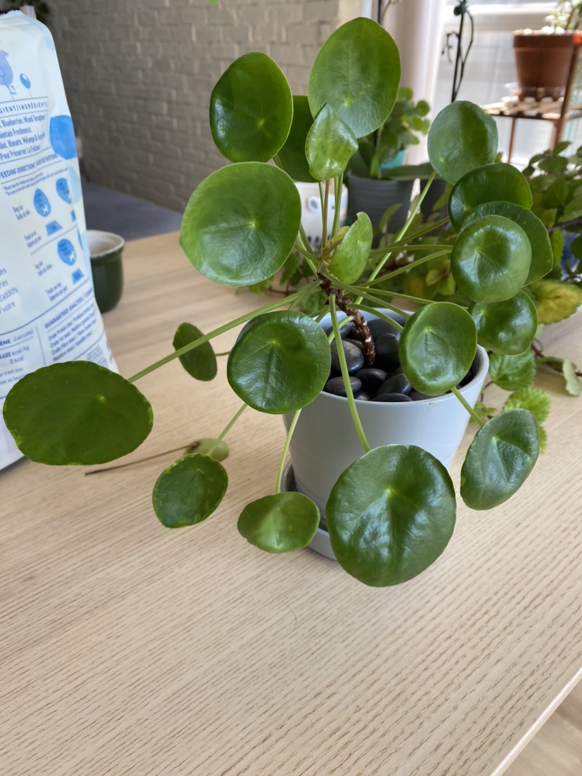 Healthy Pilea Peperomioides (Chinese Money Plant) thumbnail