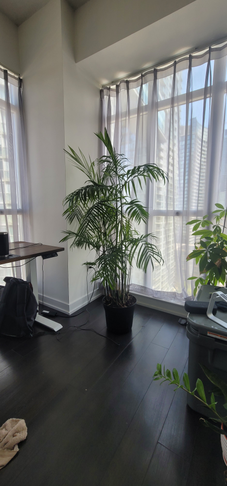 Bamboo Palm - photo 2