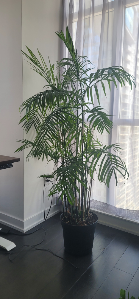 Bamboo Palm - photo 3