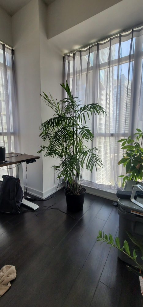 Bamboo Palm - photo 5