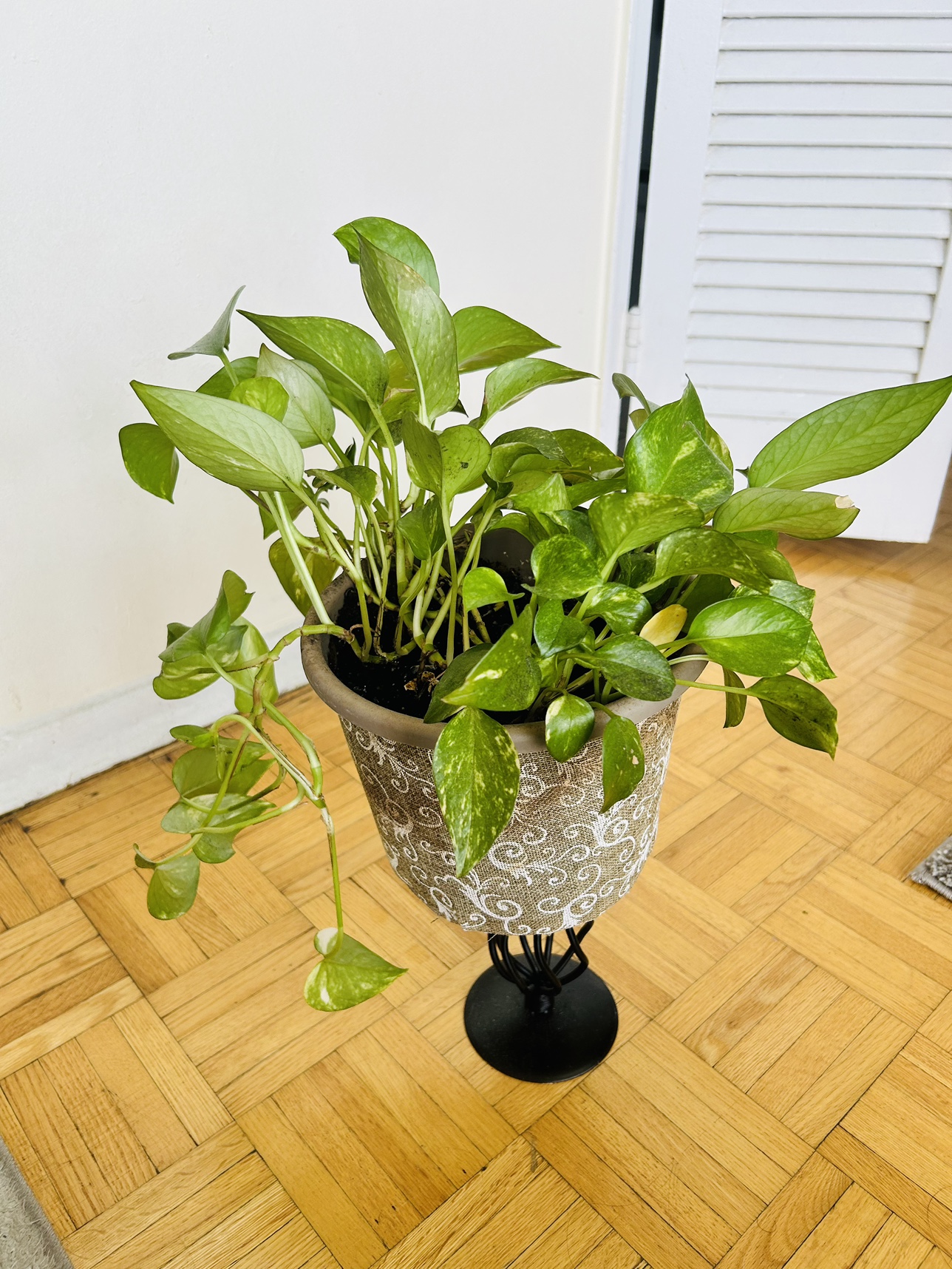 Plants $5 each