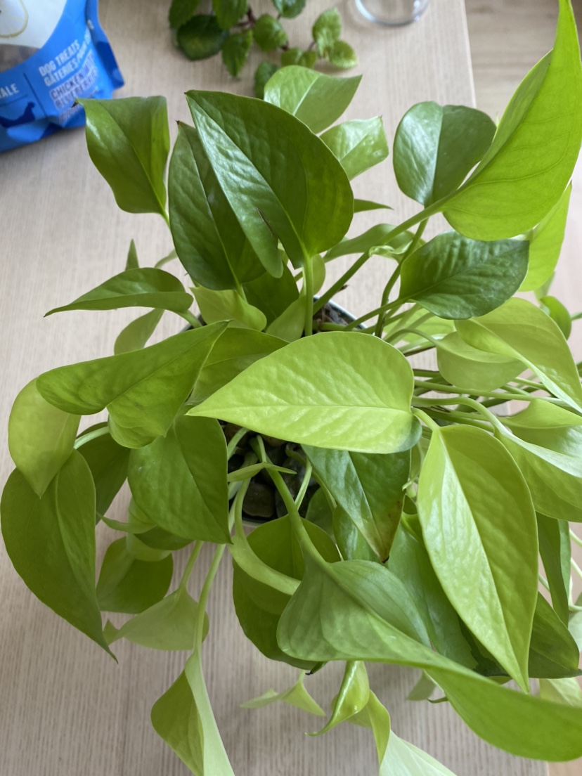Beautiful Neon Pothos thumbnail