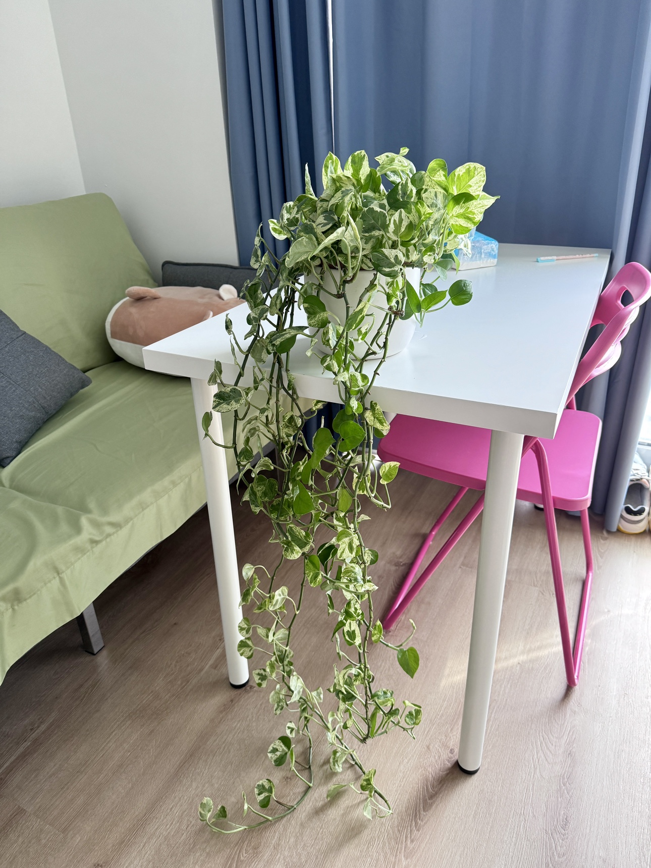 Plant with pot- Move out Sale