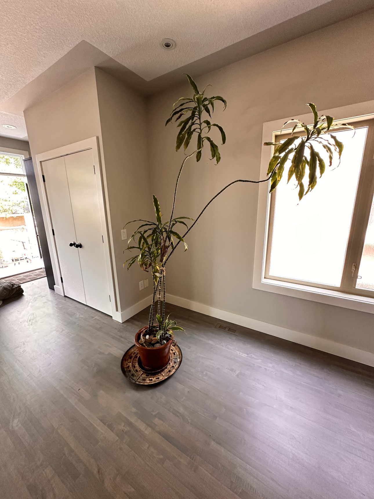 Tall Lanky dracaena plant looking for a new home thumbnail