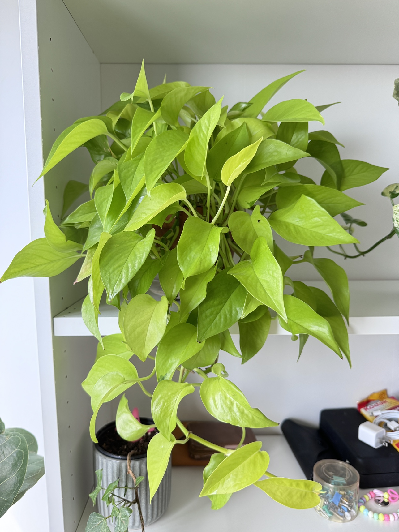 Plant-Moveout Sale