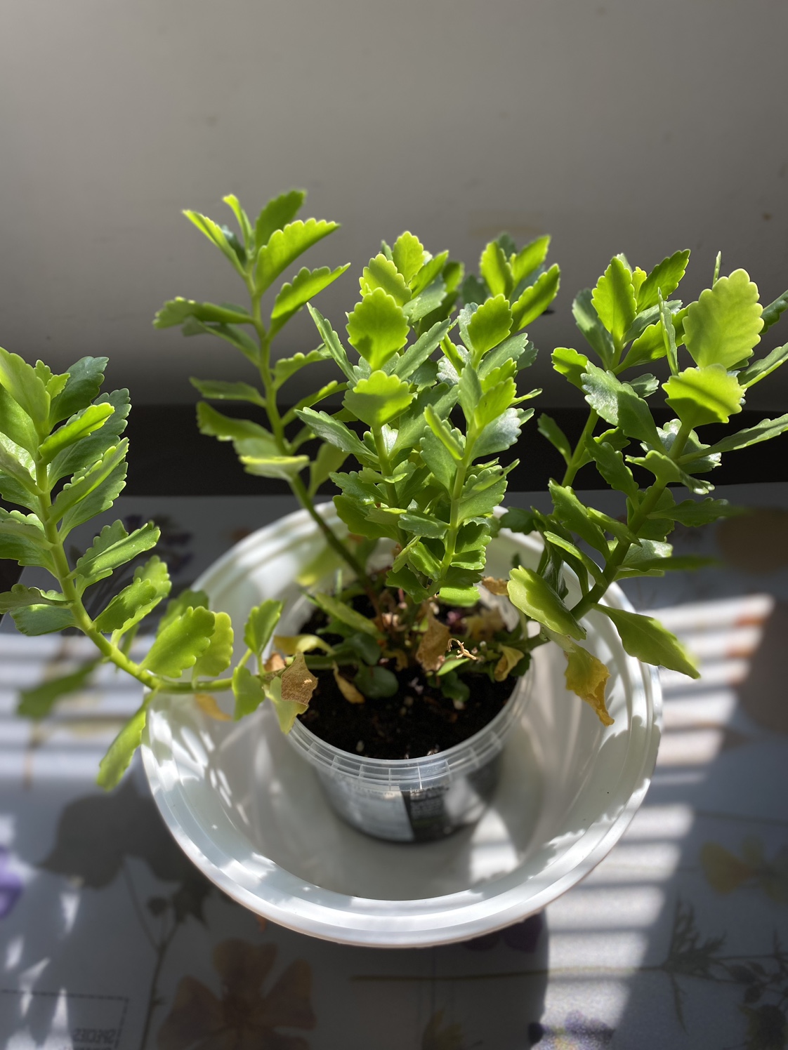 FREE Kalanchoe plant thumbnail