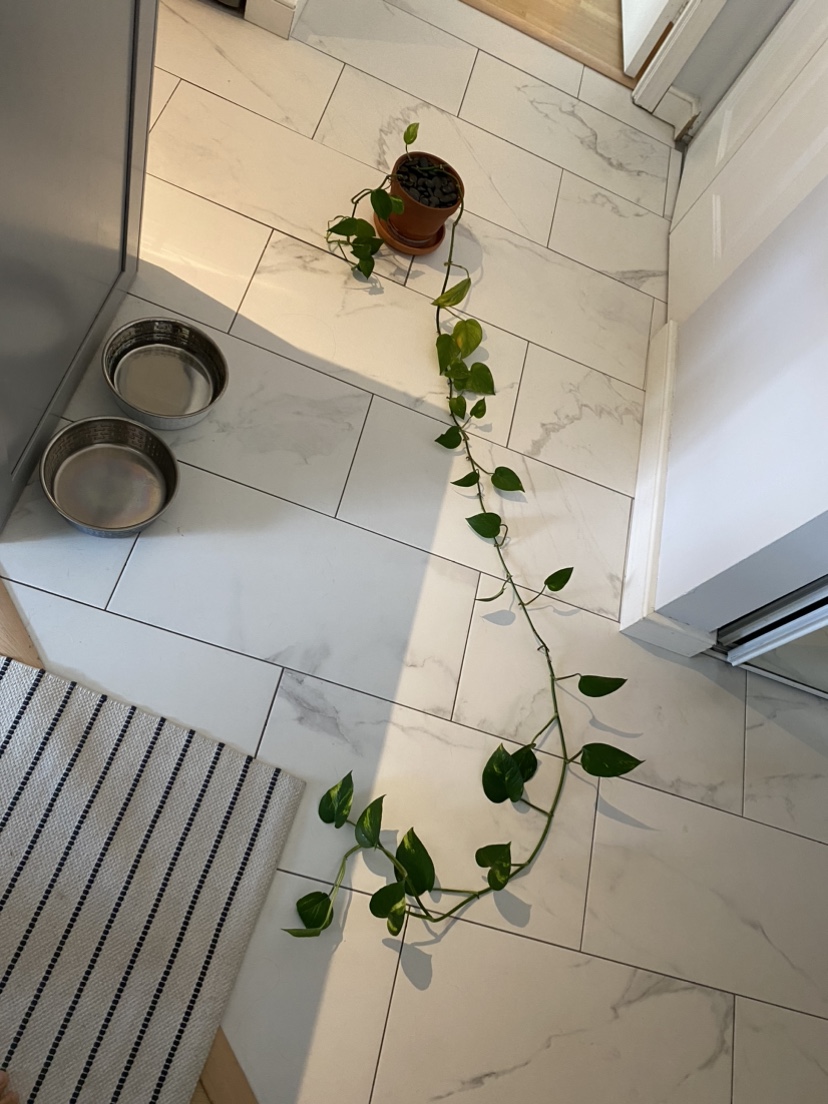 Beautiful 6 foot pothos plant (maybe golden pothos?) image indicator(6)