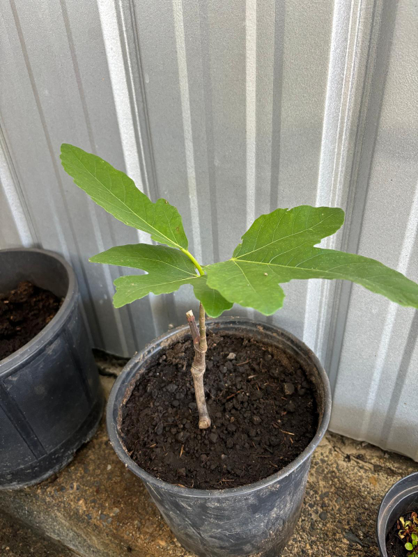 figs tree