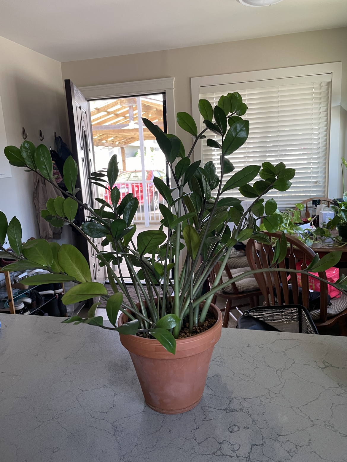 Mature Zz Plant in 8” Clay Pot - photo 2