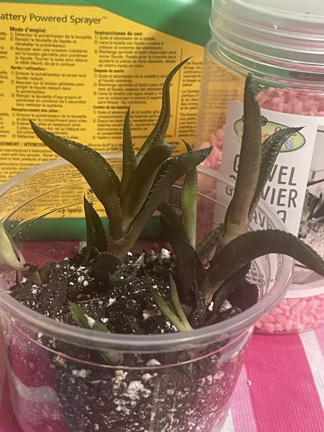 Haworthia ⚽️ thumbnail