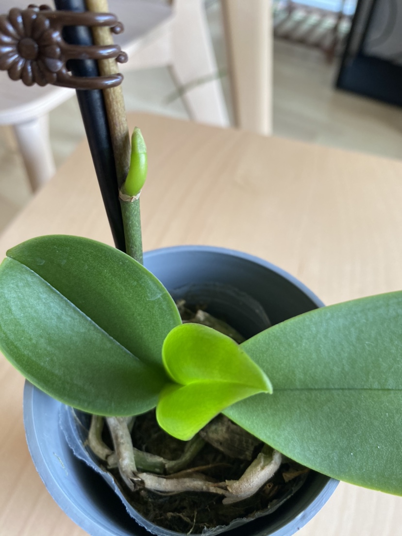 Cute little orchid image indicator(2)