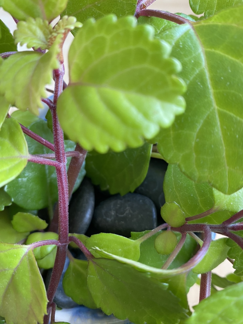 Happy Swedish Ivy plant image indicator(5)