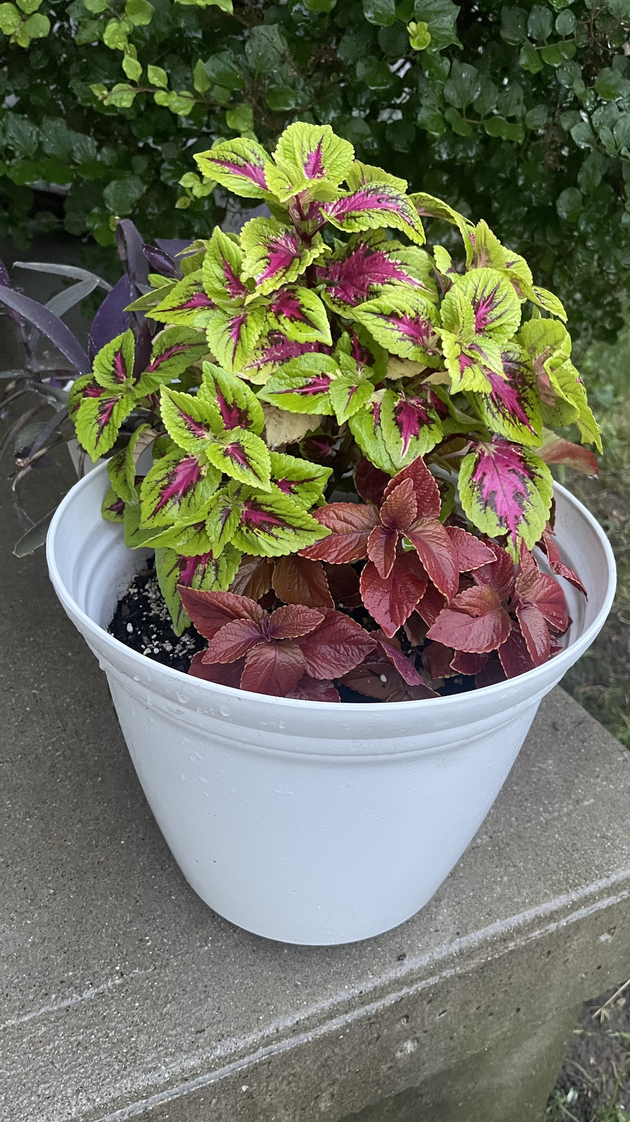 Red & green Coleus plant with begonia Combo