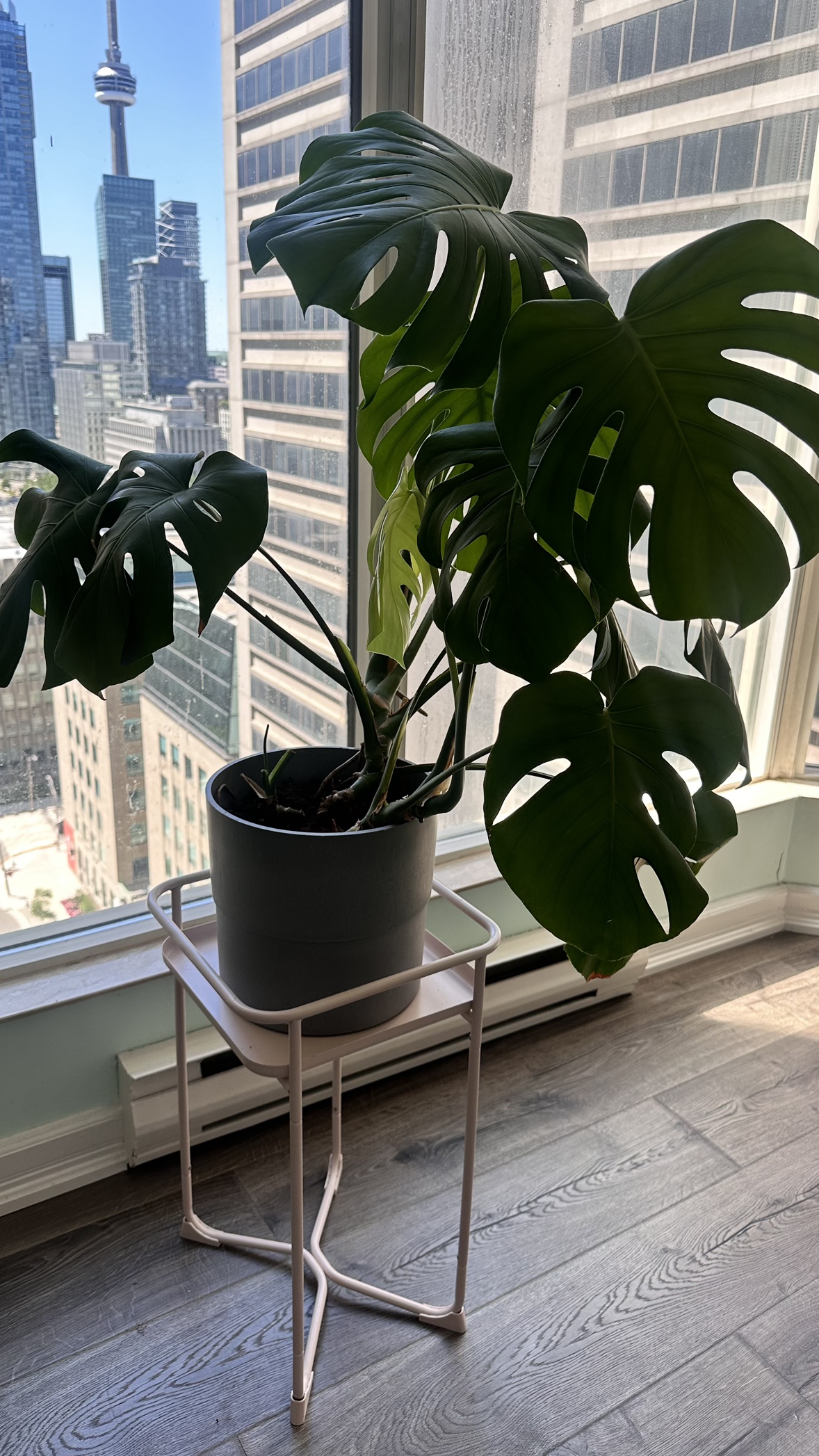 3 ft Healthy and Growing Monstera in 10” grey pot - photo 2