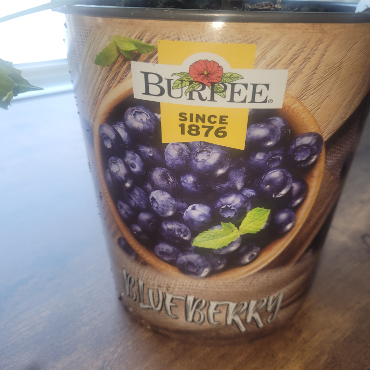 BLUEBERRY PLANT
